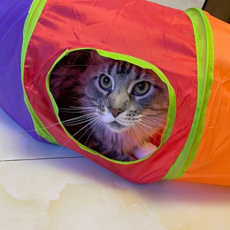 Товар для животных AF-TG103/ К50 / В16 детальное фото