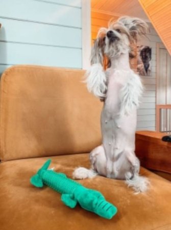 Игрушка для собак  с пищалкой GO-DS- 28/green color / К150 / В19.5 детальное фото