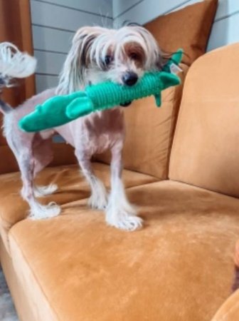 Игрушка для собак  с пищалкой GO-DS- 28/green color / К150 / В19.5 детальное фото