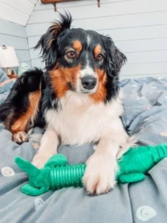 Игрушка для собак  с пищалкой GO-DS- 28/green color / К150 / В19.5 детальное фото